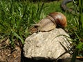 Snail on the rock in the grass with bicycle on the background.