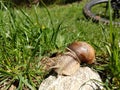 Snail on the rock in the grass with bicycle on the background.