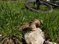 Snail on the rock in the grass with bicycle on the background.