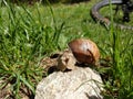 Snail on the rock in the grass with bicycle on the background.