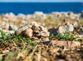 Snail on the rock on the ground