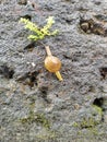 Snail