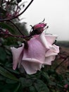 Snail on the rose frower