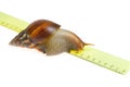 Snail on ruler Royalty Free Stock Photo