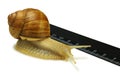 The snail and the ruler Royalty Free Stock Photo