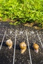 Snail run, near the Finish line, One two three on the ground ne