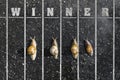 Snail run, near the Finish line, Winner sign on the ground Royalty Free Stock Photo