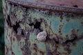 Snail on a rusty barrel