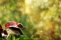 A small snail at dawn under a rain looks on a new day Royalty Free Stock Photo