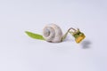Snail`s house With a green leaf and two flowers. Royalty Free Stock Photo
