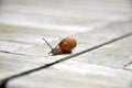 Snail's pace