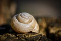 Snail`s shell on a tree Royalty Free Stock Photo