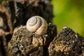 Snail`s shell on a tree Royalty Free Stock Photo