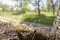 Snail`s shell on a tree Royalty Free Stock Photo