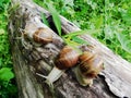 Happy games of four snails on a tree trunk Royalty Free Stock Photo