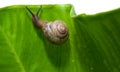 Snail's Upward Climb