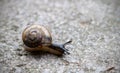 Snail.