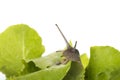 Snail in the salad isolated over white background