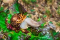 Snail on salad leaves Royalty Free Stock Photo