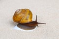 Snail on sand Royalty Free Stock Photo