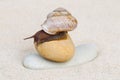 Snail on sand Royalty Free Stock Photo