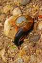 Snail on Sandy Surface around a Gorge