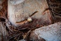 Snail scrambles on a palm tree Royalty Free Stock Photo