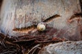 Snail scrambles on a palm tree Royalty Free Stock Photo