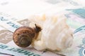 Snail, sea shell and money Royalty Free Stock Photo