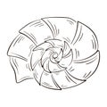 Snail seashell in line art style. Marine underwater twisted seashell of spiral shape. Undersea shellfish. Vector