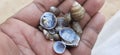 Snail and seep shells in a children hand background.