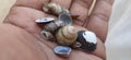 Snail and seep shells in a children hand background.