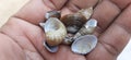 Snail and seep shells in a children hand background.