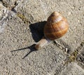 Snail with shadow on the ground with slag - garden snail Royalty Free Stock Photo