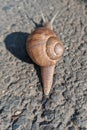 Snail with shadow on the ground with slag - garden snail Royalty Free Stock Photo
