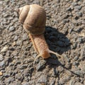 Snail with shadow on the ground with slag - garden snail Royalty Free Stock Photo