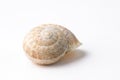 Snail shell