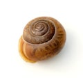 Snail Shell