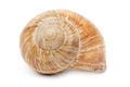 Snail Shell Royalty Free Stock Photo