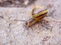 Snail shell on black background with reflection Royalty Free Stock Photo