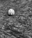 Snail shell Black and white