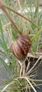 A snail shell that is brown in color and sticks to a blade of grass in very humid air