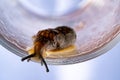 Snail without shell. A brown spotted slug with upper optical and lower sensory tentacles crawling on a clear glass Royalty Free Stock Photo