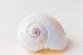 Snail shell close-up on a light pastel background. Royalty Free Stock Photo