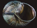 Snail shell in close up. Still life photography Royalty Free Stock Photo