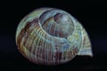 Snail shell in close up. Still life photography Royalty Free Stock Photo