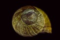 Snail shell in close up. Still life photography Royalty Free Stock Photo