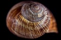 Snail shell in close up. Still life photography Royalty Free Stock Photo