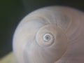 Snail shell closeup Royalty Free Stock Photo