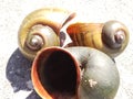 Snail shell cluster